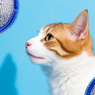 九游app:毕马威:90后与00后在养宠人群中占比超六成